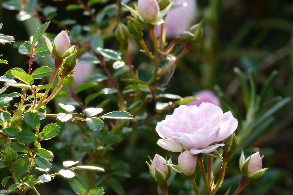 Flowers In The Early Summer Japan Pink Rose Bud Flowers In The Early Summer Japan Pink Rose Bud