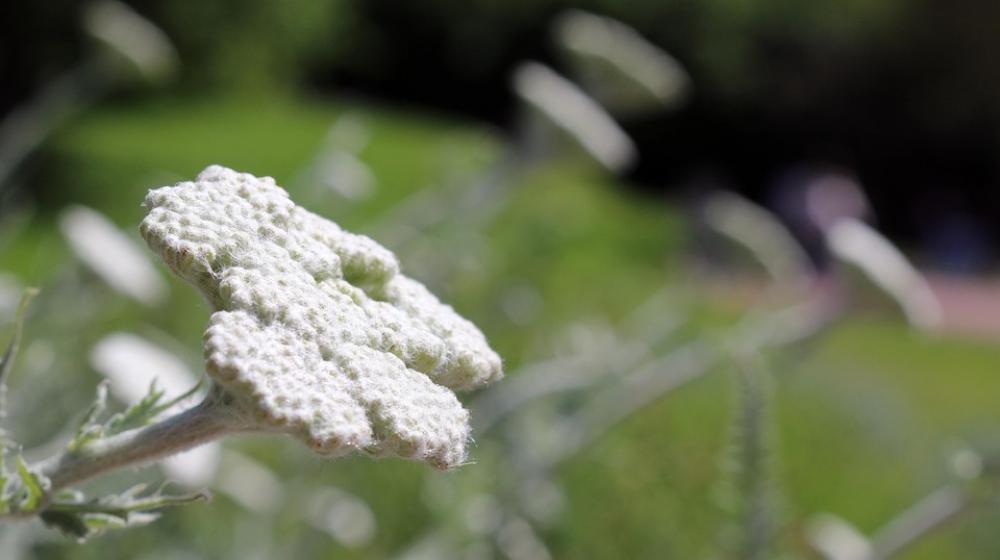Flowers White Spring Flower Summer Nature Meadow Flowers White Spring Flower Summer Nature Meadow