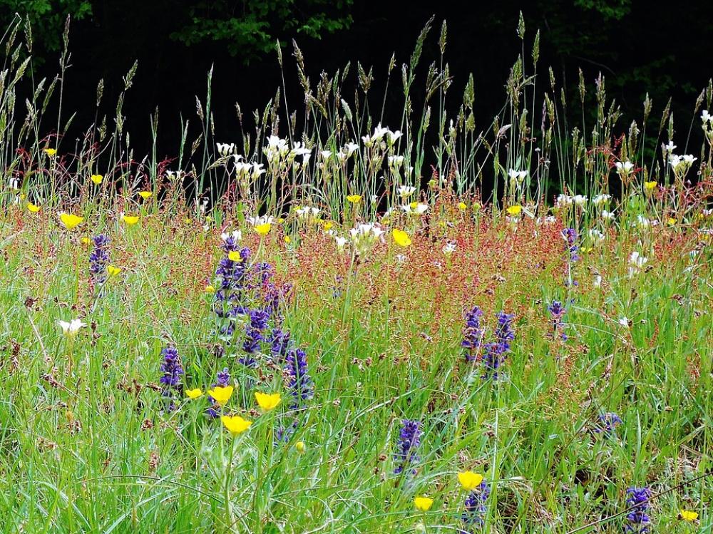 Flowers Colors Fields Prairie Green Nature Flowers Colors Fields Prairie Green Nature