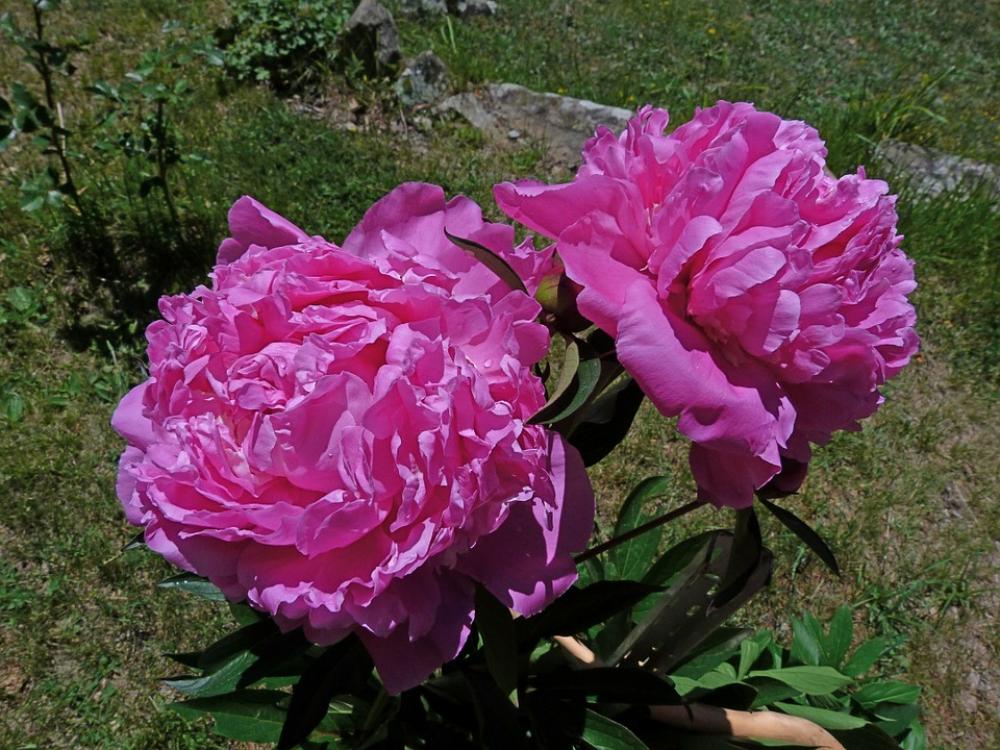 Flowers Peony Rose Macro Garden Spring Blossomed Flowers Peony Rose Macro Garden Spring Blossomed