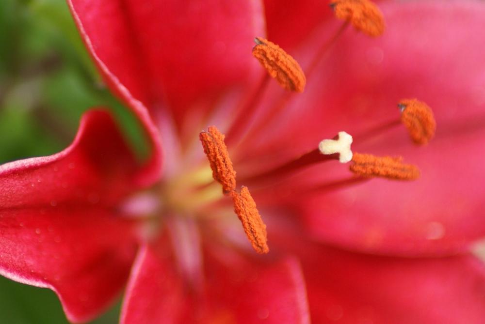 Flowers Macro Stamens Lily Flowers Macro Stamens Lily