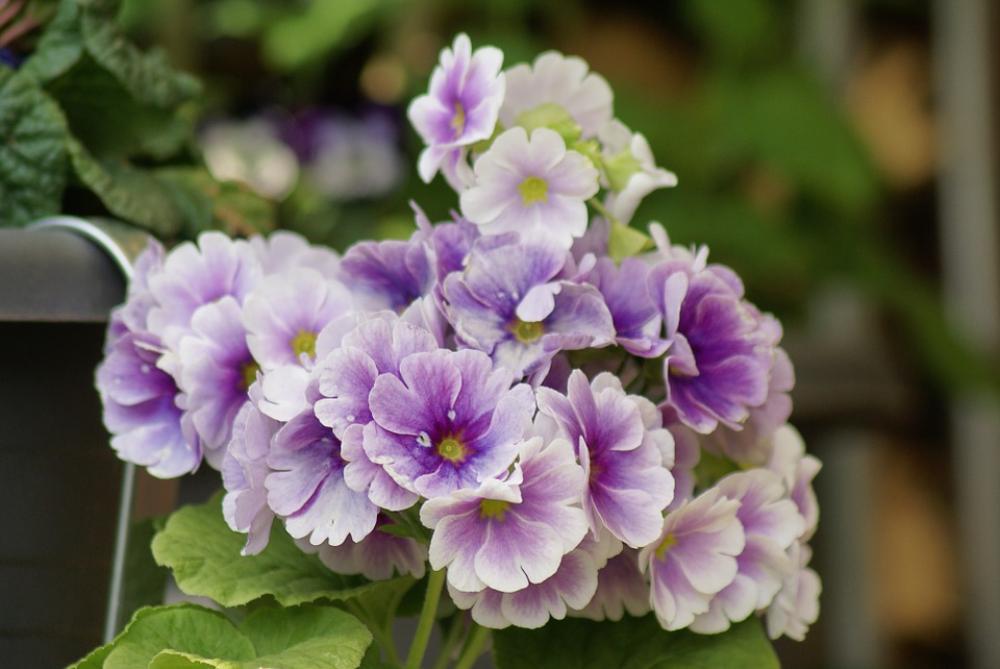 Flowers Spring Purple Flowers Spring Purple
