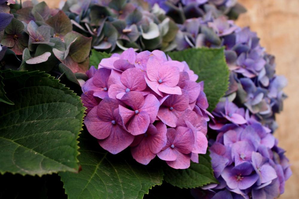 Flowers Hydrangea Nature Plant Flowers Hydrangea Nature Plant