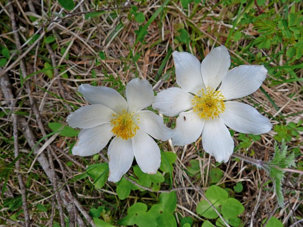 Flowers Nature Mountain Flowers Fleursblanche Flowers Nature Mountain Flowers Fleursblanche