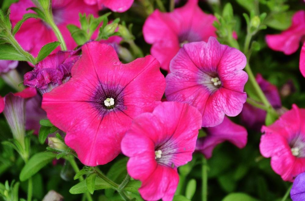 Flowers Plant Nature Spring Pink Flower Macro Flowers Plant Nature Spring Pink Flower Macro