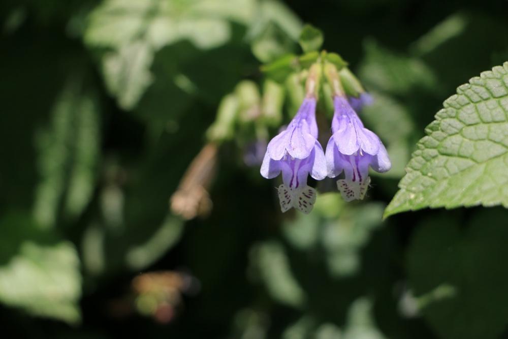 Flowers Spring Behold Flowers Spring Behold
