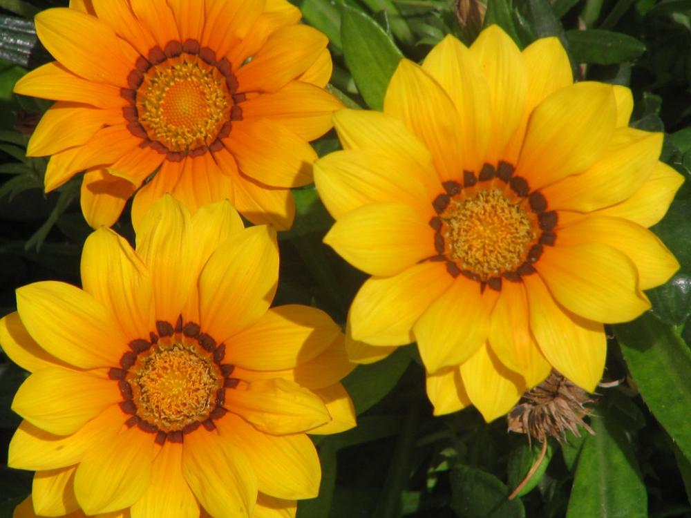 Flowers Nature Plant Flowering Vegetation Flowers Nature Plant Flowering Vegetation