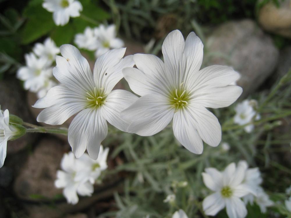 Flowers White Summer Garden Stones Green Flowers White Summer Garden Stones Green