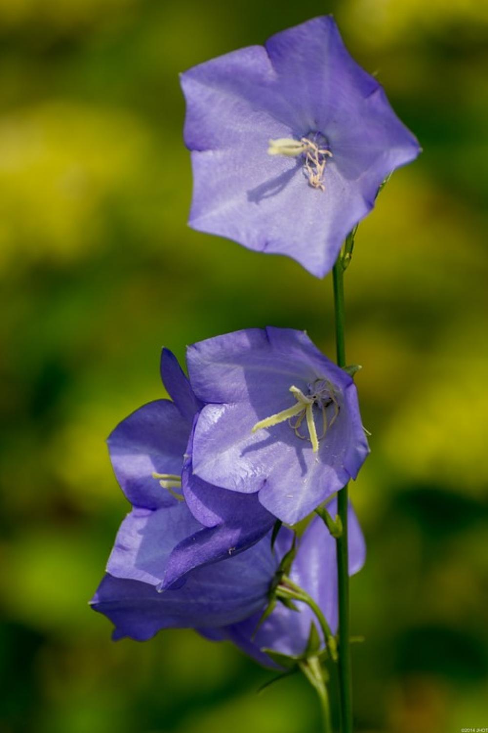 Flowers Nature Summer Netherlands Campanula Flowers Nature Summer Netherlands Campanula