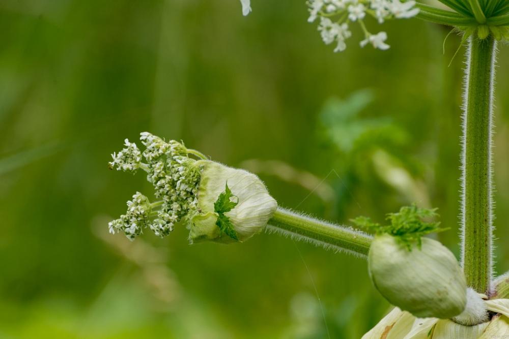 Flowers Nature Summer Netherlands Hogweed Flowers Nature Summer Netherlands Hogweed