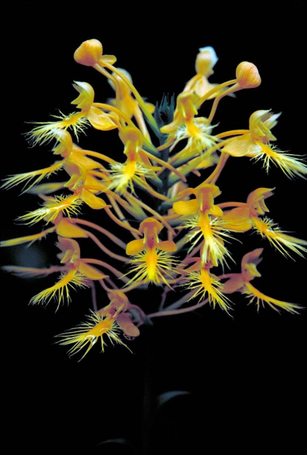 Flowers Blossoms Yellow Small Cluster Flowers Blossoms Yellow Small Cluster