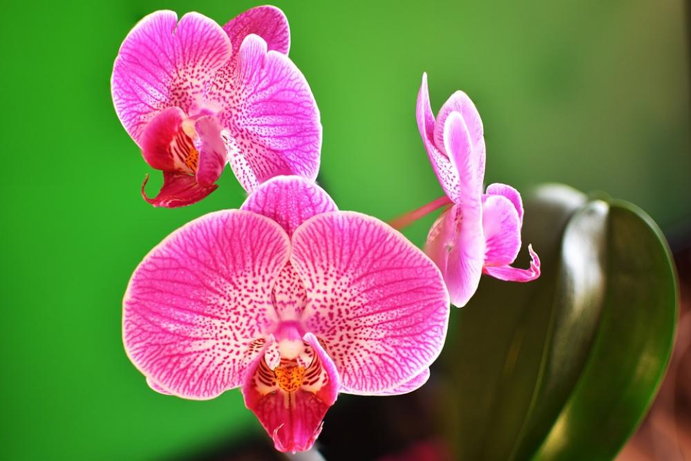 Flowers Macro Garden Flower Nature Flora Flowers Macro Garden Flower Nature Flora