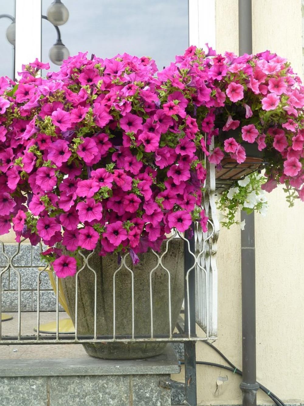 Flowers Balcony Colors Flowers Balcony Colors