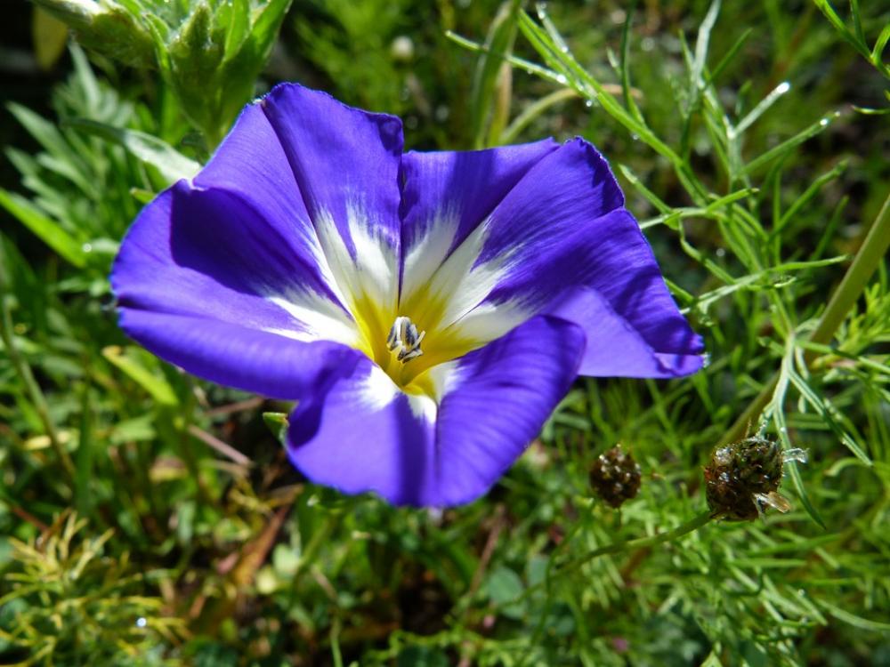 Flowers Macro Nature Garden Summer Violet Flowers Macro Nature Garden Summer Violet