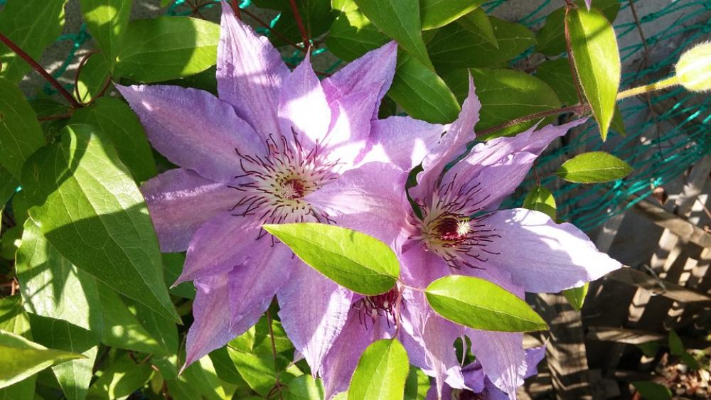 Flowers Clematis Spring Flowers Clematis Spring