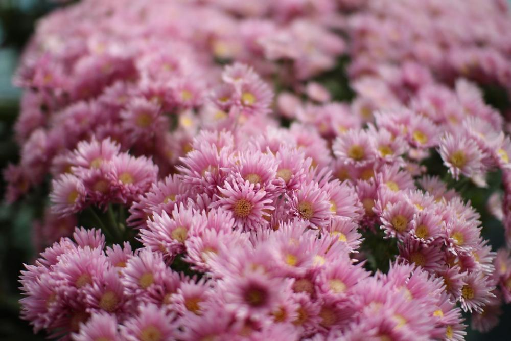 Flowers Pink Plants Flowers Pink Plants