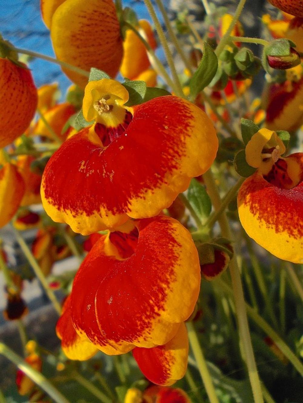 Flowers Yellow Red Orange Garden Summer Flowers Yellow Red Orange Garden Summer