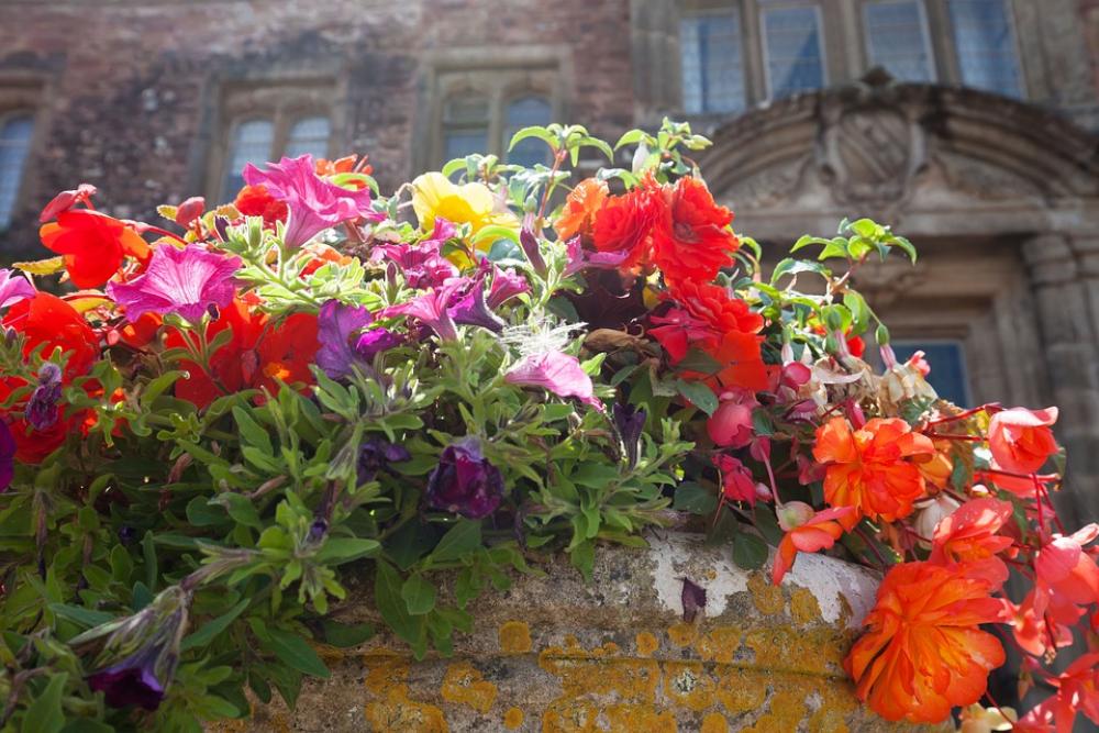 Flowers Flowerpot Summer Flowers Colorful Lush Flowers Flowerpot Summer Flowers Colorful Lush