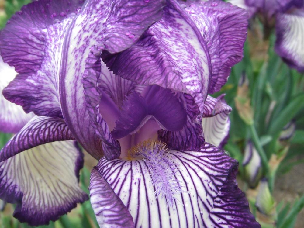 Flowers Iris German Iris Flowers Iris German Iris