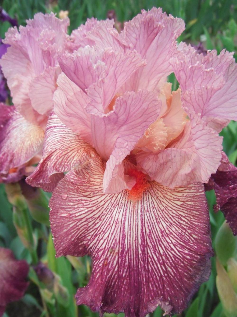 Flowers Iris German Iris Flowers Iris German Iris