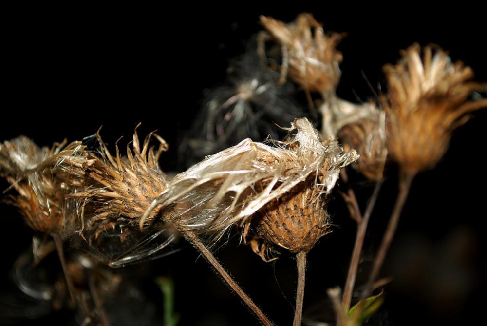 Flowers Night Autumn Flowers Night Autumn
