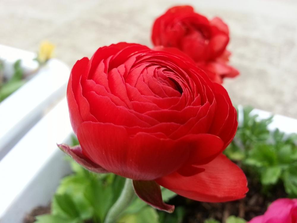 Flowers Beautiful Rose Flowers Beautiful Rose