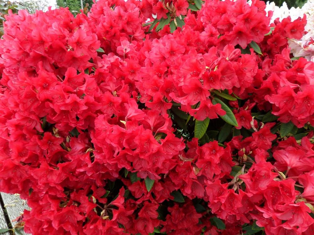 Flowers Nature Pink Flora Flowers Nature Pink Flora