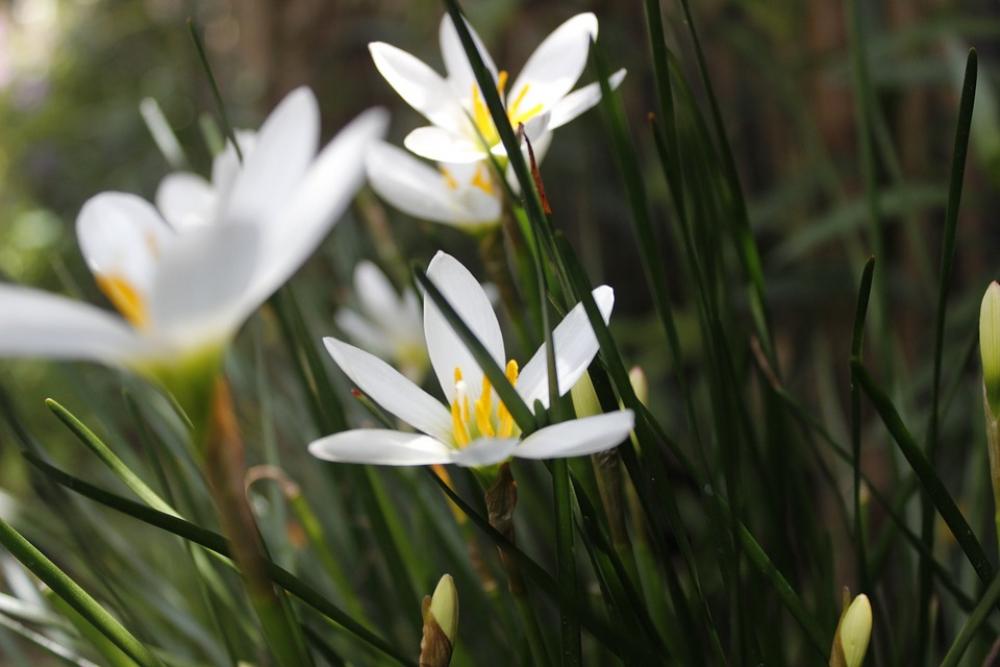 Flowers Nature White Fresh Plant Floral Blossom Flowers Nature White Fresh Plant Floral Blossom