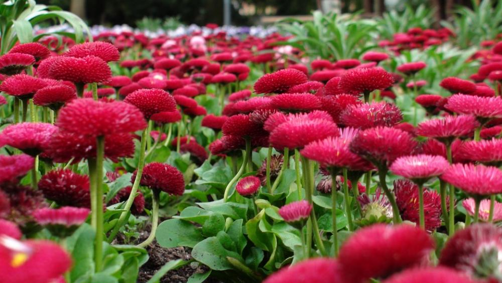 Flowers Greens Flower Bed Red Flowers Greens Flower Bed Red