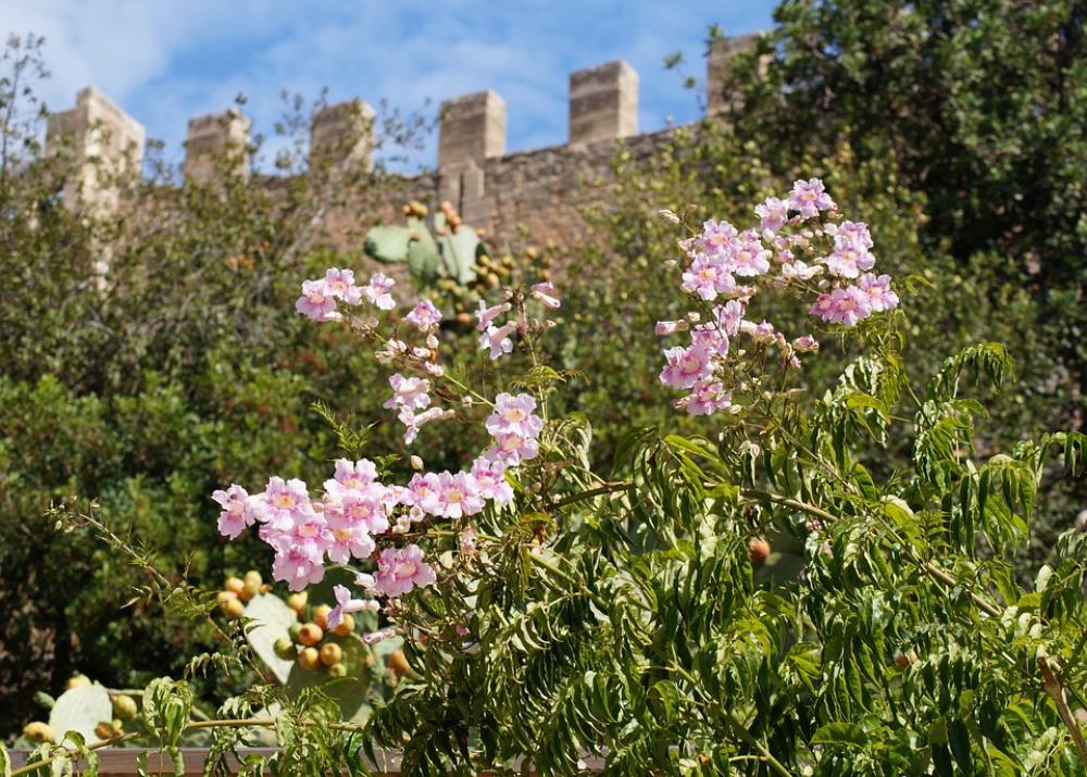 Flowers Wall Castle Blossom Bloom Stone Plant Flowers Wall Castle Blossom Bloom Stone Plant