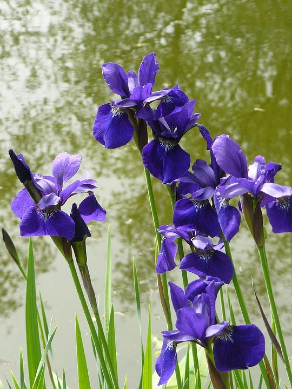 Flowers Pond Nature Blue Silent Waters Water Flowers Pond Nature Blue Silent Waters Water
