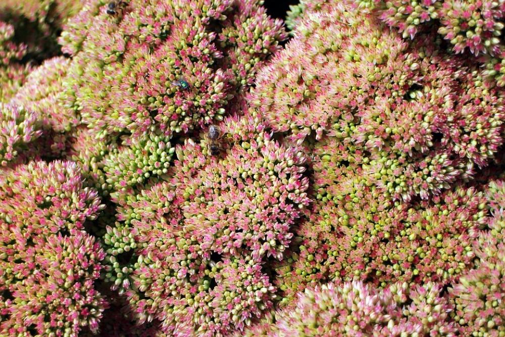 Flowers Stonecrop Big Fat Hen Green Pink Violet Flowers Stonecrop Big Fat Hen Green Pink Violet