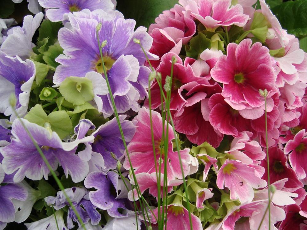 Flowers Purple Pink Floral Bright Violet Flowers Purple Pink Floral Bright Violet