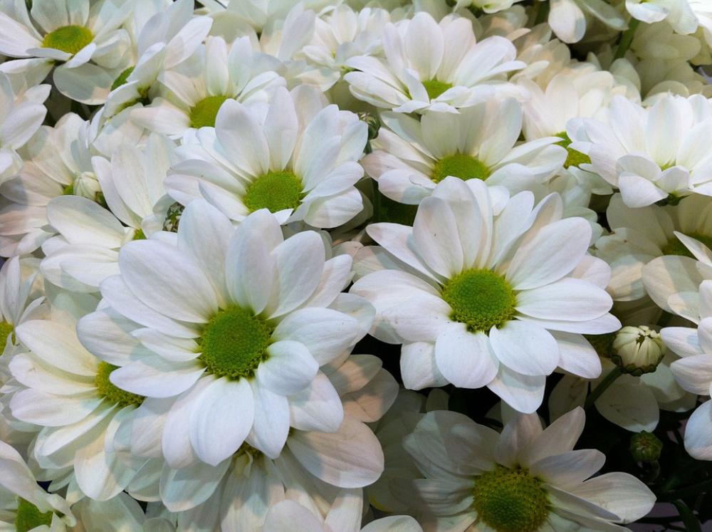 Flowers Nature White Flowers Flowers Nature White Flowers