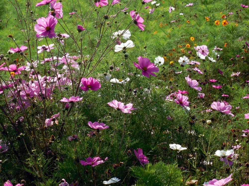 Flowers Nature Plant Autumn Meadow Grass Green Flowers Nature Plant Autumn Meadow Grass Green