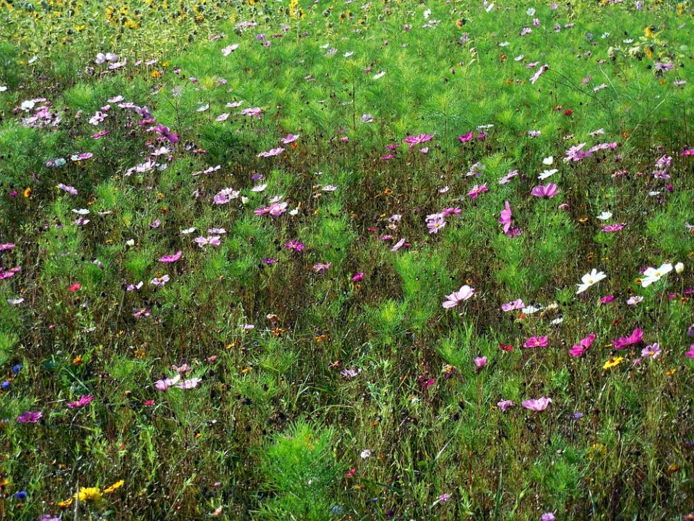 Flowers Nature Plant Autumn Meadow Grass Green Flowers Nature Plant Autumn Meadow Grass Green