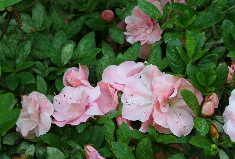 Flowers Group Cluster Bunch Pink Spring Azaleas Flowers Group Cluster Bunch Pink Spring Azaleas