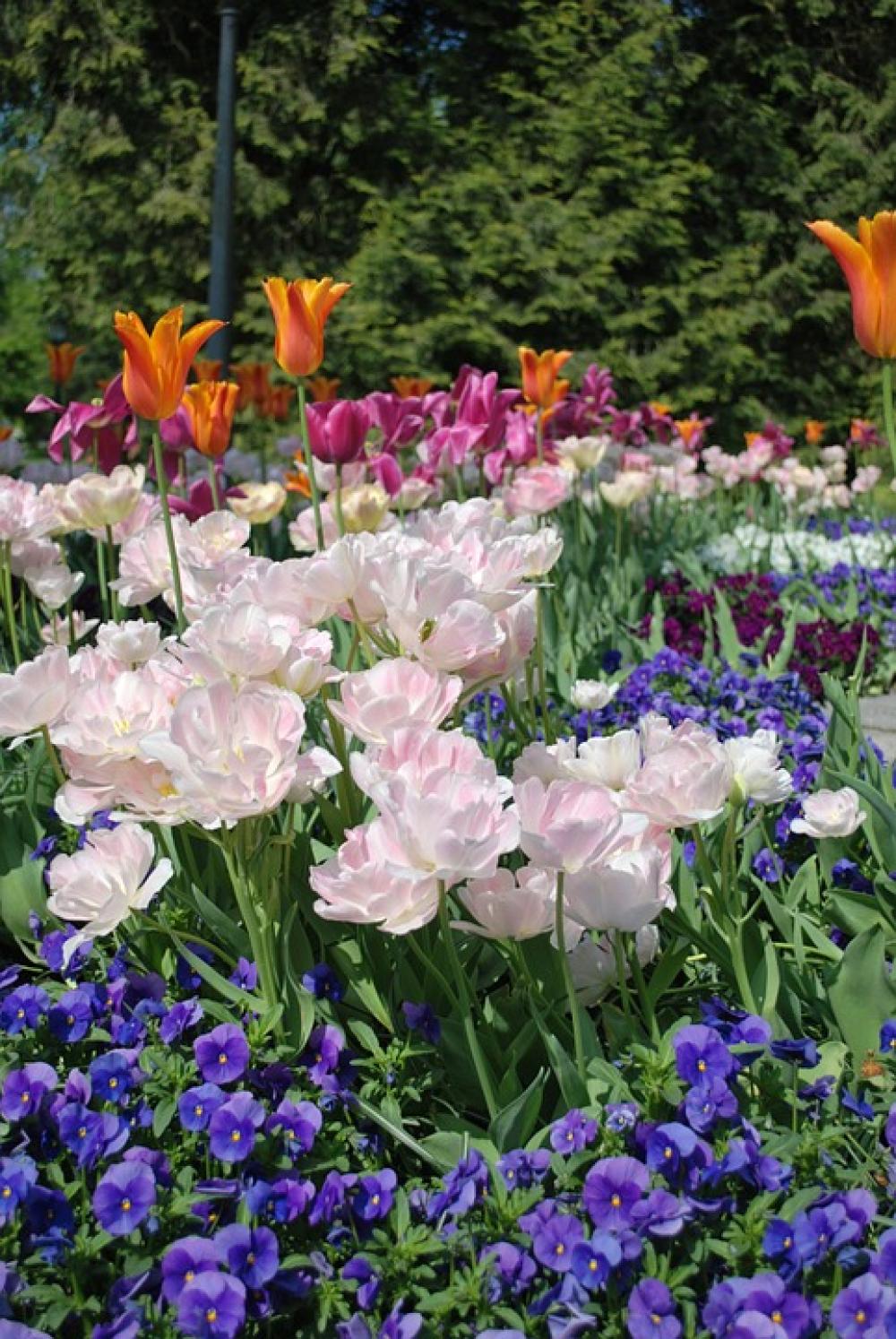 Flowers Garden Spring Color Petal Flowers Garden Spring Color Petal