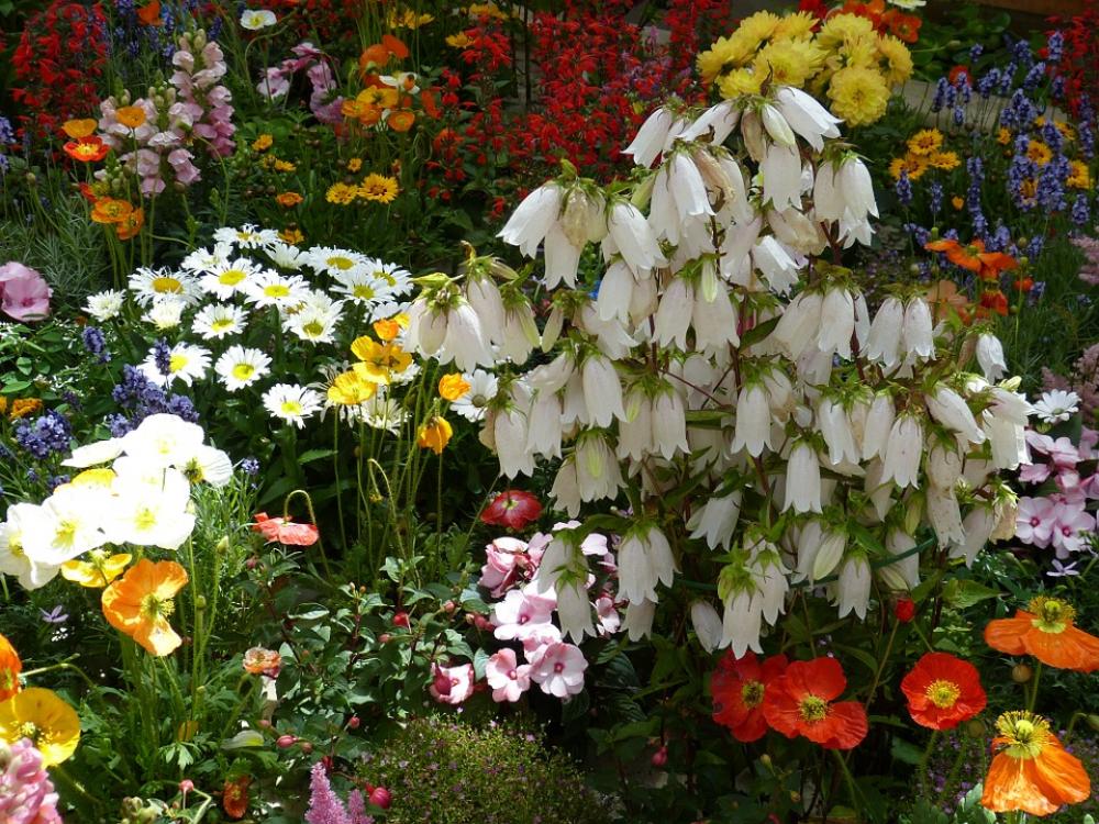 Flowers Nature Plant Summer Flowers Garden Park Flowers Nature Plant Summer Flowers Garden Park