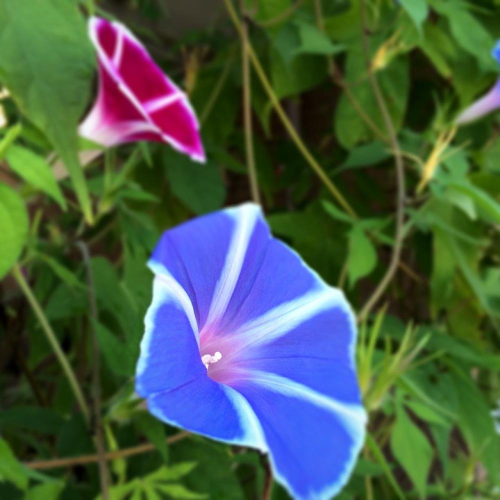 Flowers Morning Glory Flowers Morning Glory