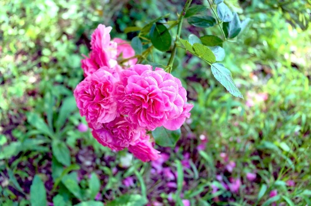 Flowers Rosa Nature Flower Garden Color Petals Flowers Rosa Nature Flower Garden Color Petals