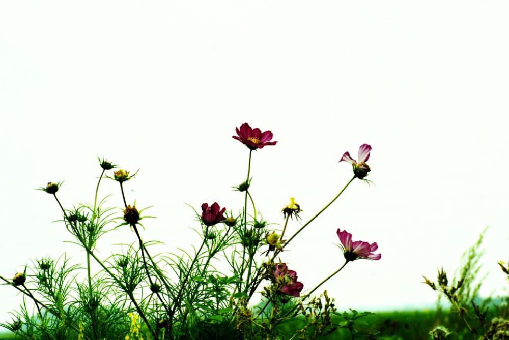 Flowers Contrast Blossomed Flowering Light White Flowers Contrast Blossomed Flowering Light White