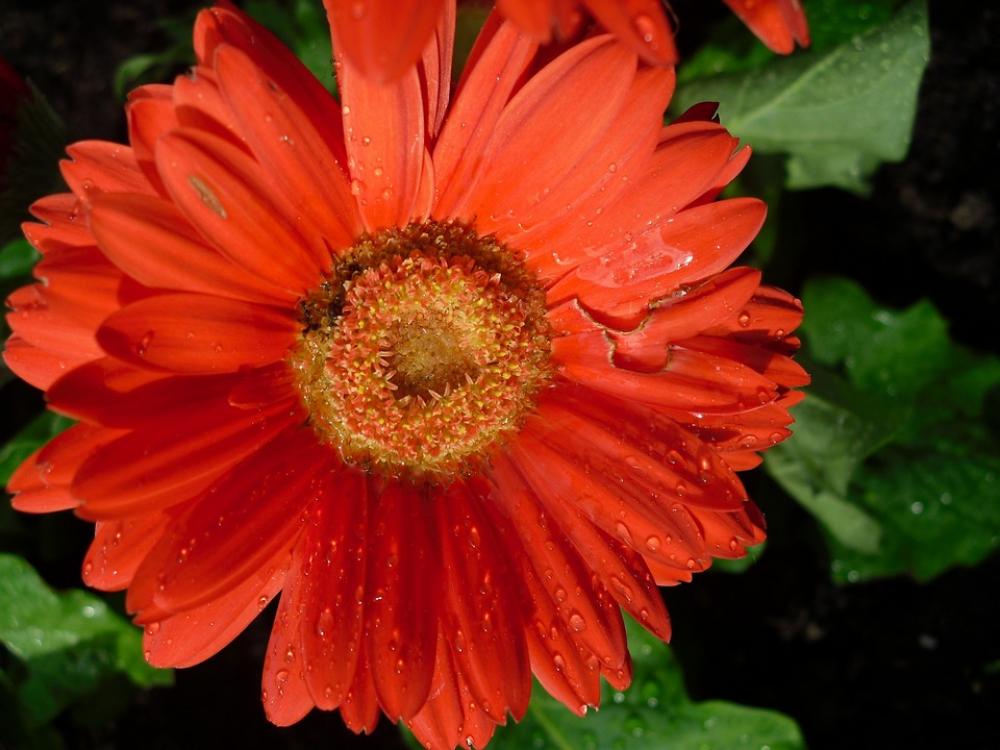 Flowers Flower Nature Red Summer Spring Blossom Flowers Flower Nature Red Summer Spring Blossom