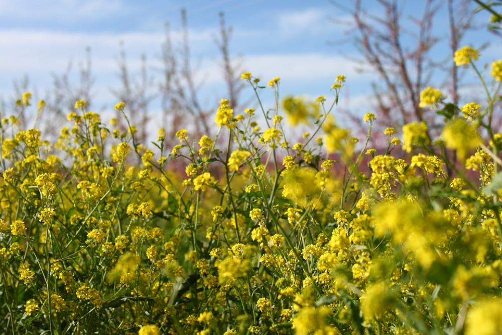 Flowers Yellow Wild Nature Plant Flower Flowers Yellow Wild Nature Plant Flower