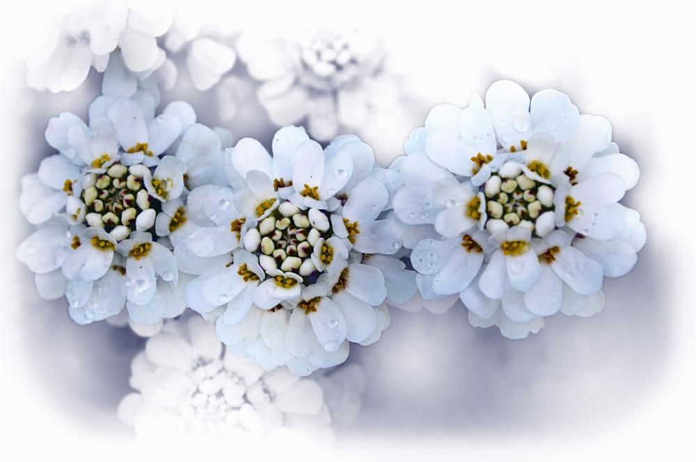 Flowers Flower Plants Nature Macro Background Flowers Flower Plants Nature Macro Background