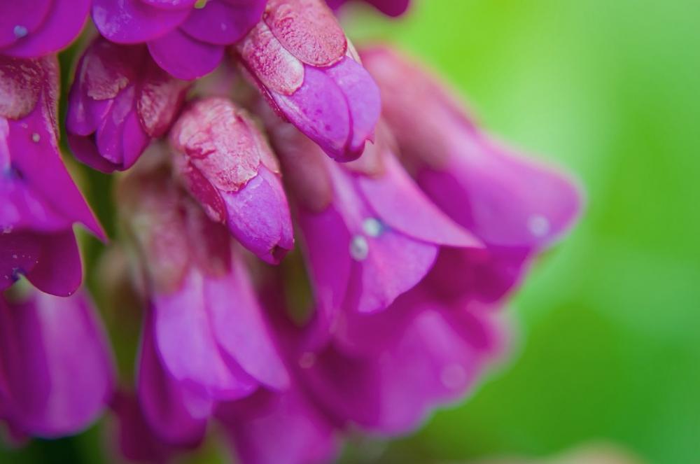 Flowers Flower Plants Nature Macro Background Flowers Flower Plants Nature Macro Background