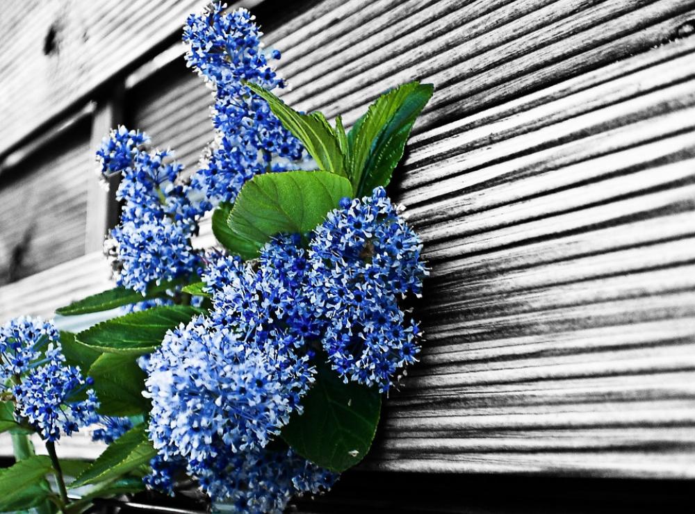 Flowers Flower Plants Nature Macro Spring Summer Flowers Flower Plants Nature Macro Spring Summer