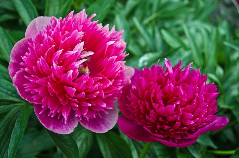 Flowers Flower Spring Summer Plants Nature Macro Flowers Flower Spring Summer Plants Nature Macro