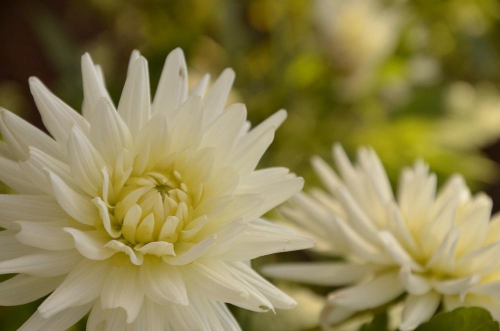 Flowers Nature Plants Flowers Nature Plants