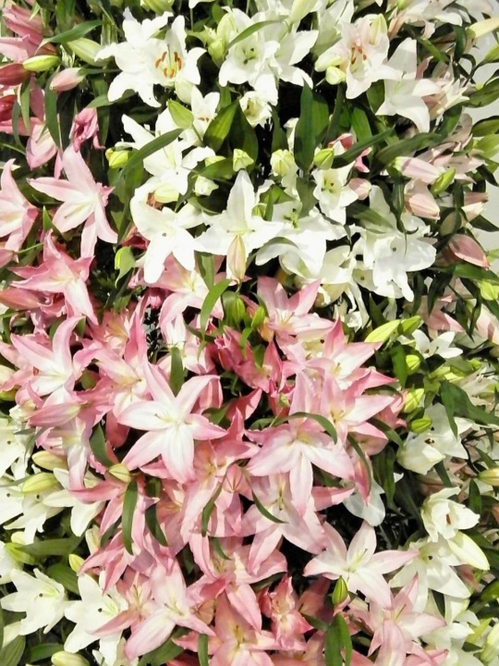 Flowers Texture Lily Yuri White Pink Flowers Texture Lily Yuri White Pink